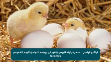 ارتفاع قياسي.. سعر كرتونة البيض يتغير في بورصة الدواجن اليوم الخميس 18-9-2025